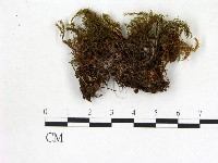 登錄號:F0013209藏品圖，第3張