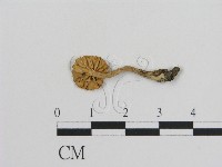 登錄號:F0013210藏品圖，第1張