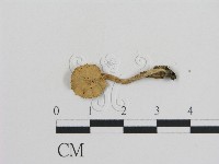 登錄號:F0013210藏品圖，第3張