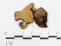 鬼傘屬藏品圖，第1張