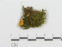 紅菇屬藏品圖，第3張