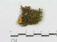 紅菇屬藏品圖，第4張