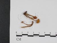 登錄號:F0013213藏品圖，第3張