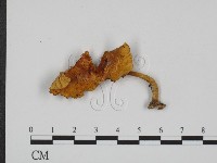 登錄號:F0013214藏品圖，第1張
