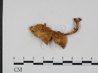 登錄號:F0013214藏品圖，第3張