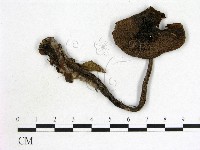 登錄號:F0013215藏品圖，第1張