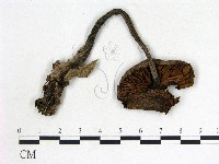 登錄號:F0013215藏品圖，第3張