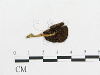 登錄號:F0013216藏品圖，第1張