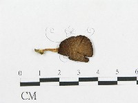 登錄號:F0013216藏品圖，第3張