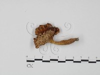 登錄號:F0013217藏品圖，第3張