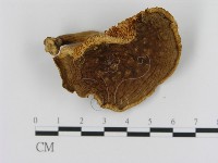 登錄號:F0013219藏品圖，第1張