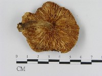 登錄號:F0013219藏品圖，第3張
