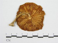 登錄號:F0013220藏品圖，第1張
