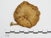 登錄號:F0013220藏品圖，第3張