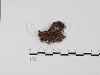 登錄號:F0013221藏品圖，第1張