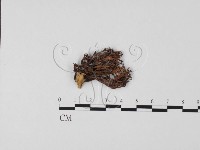 登錄號:F0013221藏品圖，第3張