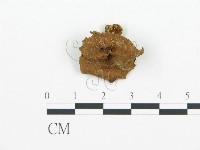 集毛菌屬藏品圖，第3張