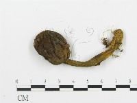 登錄號:F0013223藏品圖，第1張