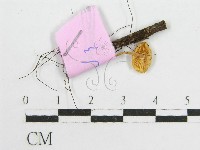 登錄號:F0013224藏品圖，第1張