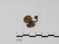 登錄號:F0013225藏品圖，第1張