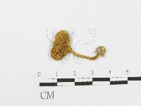 登錄號:F0013226藏品圖，第1張