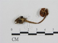 登錄號:F0013227藏品圖，第1張