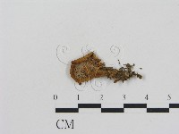 登錄號:F0013228藏品圖，第3張