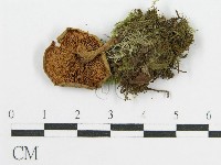 登錄號:F0013229藏品圖，第1張