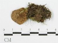登錄號:F0013229藏品圖，第3張