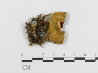 登錄號:F0013230藏品圖，第1張