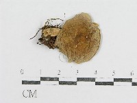 登錄號:F0013231藏品圖，第1張
