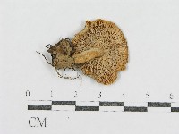 登錄號:F0013231藏品圖，第3張