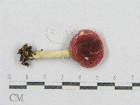 紅菇屬藏品圖，第3張