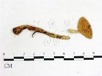 登錄號:F0013235藏品圖，第1張