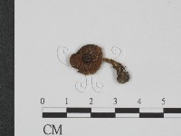 登錄號:F0013236藏品圖，第1張
