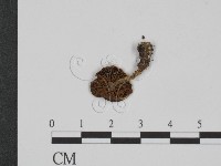 登錄號:F0013236藏品圖，第3張