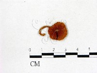 登錄號:F0013237藏品圖，第1張