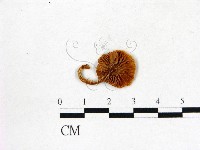 登錄號:F0013237藏品圖，第3張
