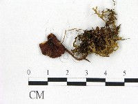登錄號:F0013238藏品圖，第1張