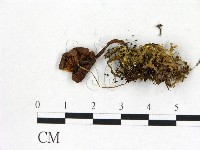 登錄號:F0013238藏品圖，第3張