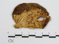 登錄號:F0013240藏品圖，第3張