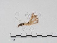 登錄號:F0013241藏品圖，第1張