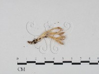 登錄號:F0013241藏品圖，第3張