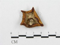 登錄號:F0013242藏品圖，第1張
