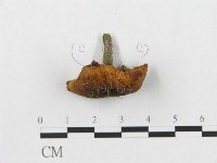 登錄號:F0013242藏品圖，第3張