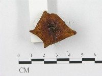 登錄號:F0013242藏品圖，第4張