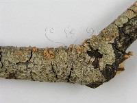 登錄號:F0013244藏品圖，第4張