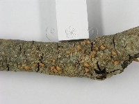 登錄號:F0013244藏品圖，第5張