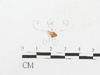 登錄號:F0013245藏品圖，第1張