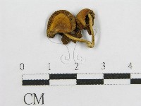 登錄號:F0013246藏品圖，第1張